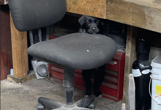 puppy standing behind an office chair in a workshop